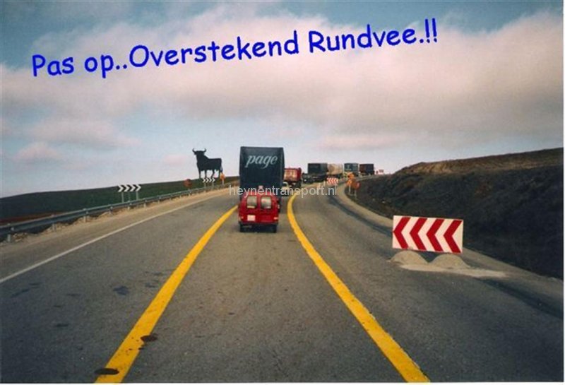 pas-op-overstekend-rundvee