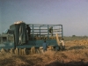 riet-laden-in-de-camargue-muggen-als-olifanten